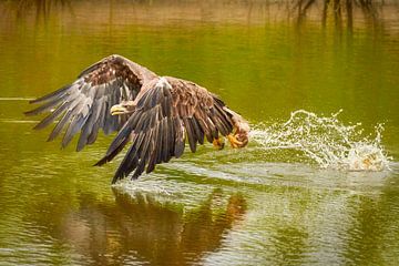 Europäischer Seeadler in vollem Flug, der Raubvogel nimmt seine Beute aus dem grünen Wasser.