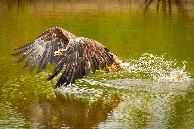 Europäischer Seeadler in vollem Flug, der Raubvogel nimmt seine Beute aus dem grünen Wasser. von Gea Veenstra