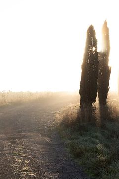 Sunlight illuminates cypress trees with light rays by Besa Art