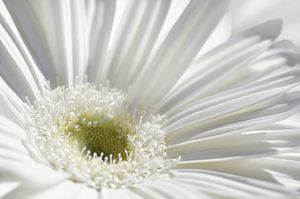 Gerbera by Violetta Honkisz