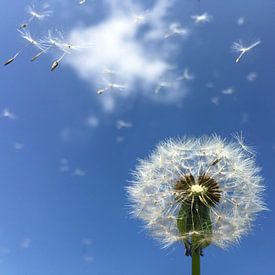 Dandelion fluff blowing away by Jolanda Berbee
