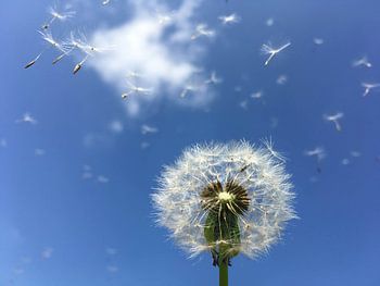 La peluche de pissenlit s'envole