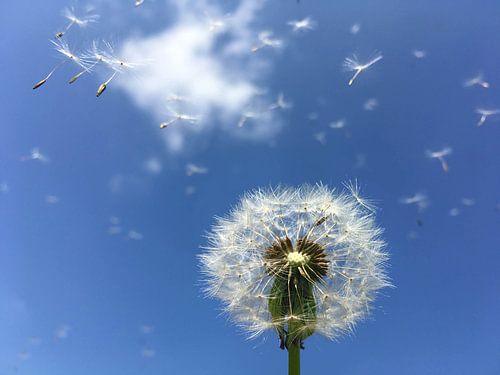 Dandelion fluff blowing away by Jolanda Berbee