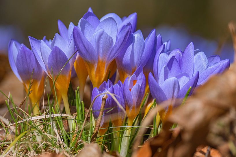 Frühlingserwachen von Photoart-Naegele
