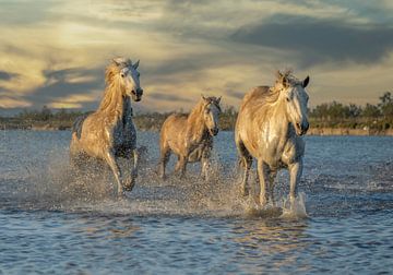 Trois chevaux en Camargue sur Marketa Zvelebil