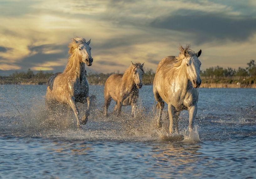 Three horses in Camargue by Marketa Zvelebil