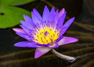 Lotus bleu en fleurs