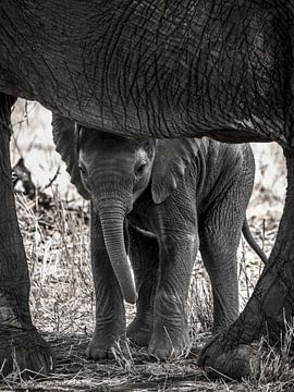 Baby olifant tussen benen van moeder van Egbert Loeffen