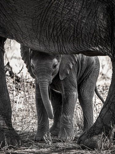 Baby elephant between mother's legs