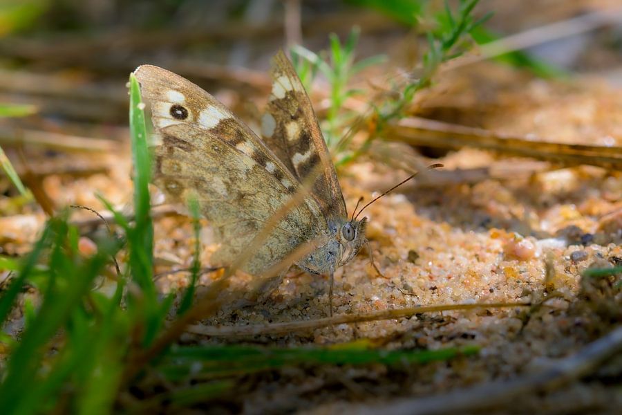 Prachtige Bruine Vlinder in het Zand