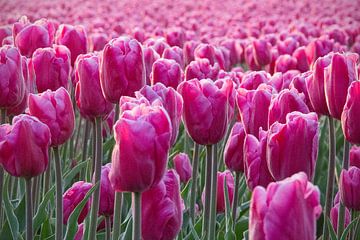 Veld met roze tulpen