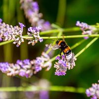 A bee approaching