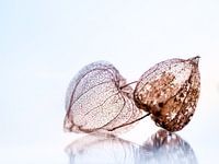 Fragiel