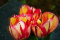 Tulpenbloemen