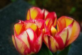 Tulpenbloemen van Joachim Neumann