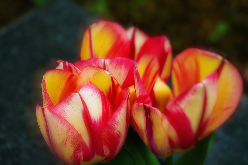 Tulip flowers by Joachim Neumann