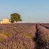 Lavendelveld Zuid Frankrijk van Riccardo van Iersel