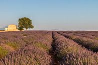 Lavendelveld Zuid Frankrijk van Riccardo van Iersel thumbnail