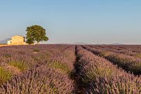  Lavender field South France