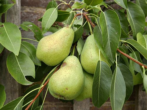 Close-up van drie peren met bladeren aan een leiperenboom