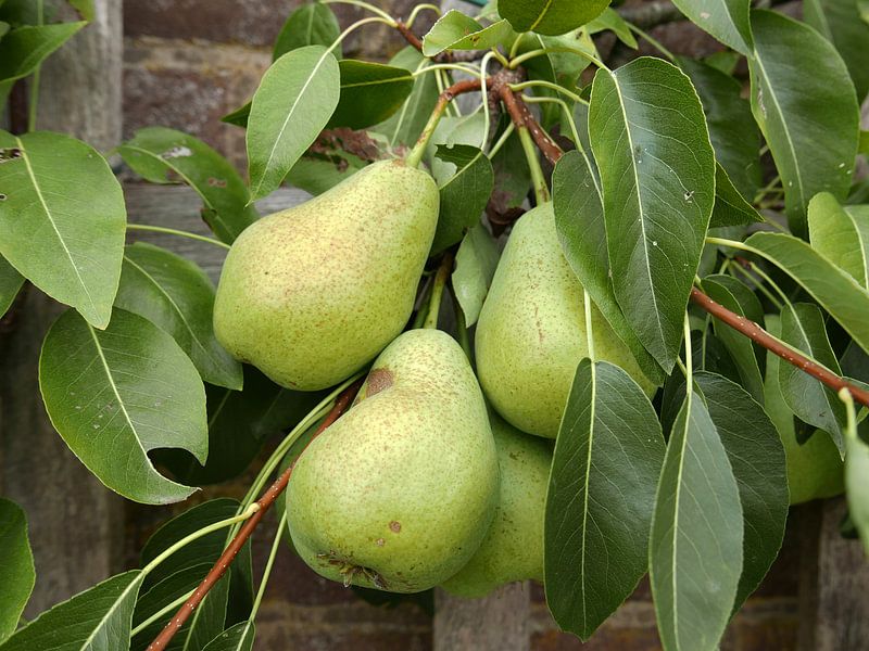Close-up of three pears with leaves on a slate tree by Gert Bunt