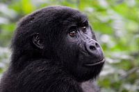 Gorilla
