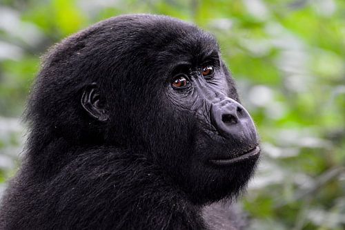 Gorilla