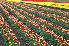 blühende Tulpen im Frühjahr auf einem Tulpenfeld von Heiko Kueverling
