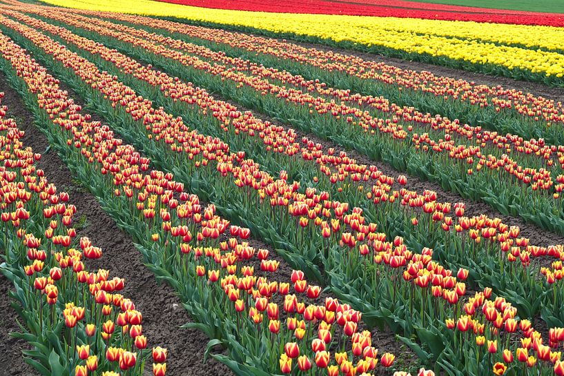 blooming tulips in spring on a tulip field by Heiko Kueverling