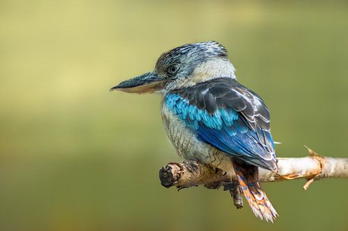 Een jagende ijsvogel zit op een tak op een zonnige zomerochtend