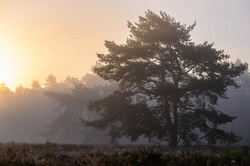 Morgenstimmung von Tania Perneel