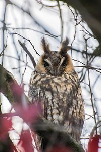 Hibou des marais