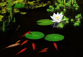 Goldfish and a white water lily flower in the pond by ManfredFotos