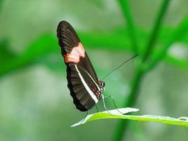 Balancing butterfly  by Lin McQueen
