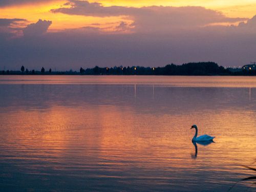Zwanenmeer