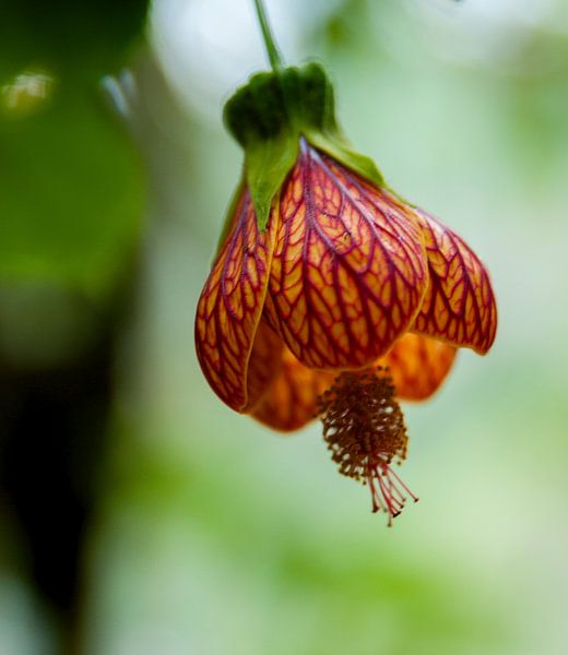 Ruta de las Cascadas by Maarten Verhees