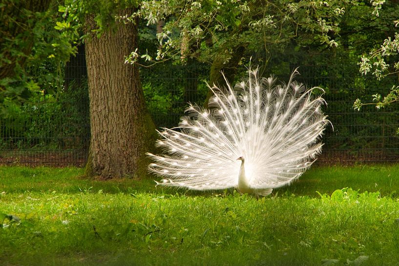weißer Pfau von Heidi de Vries