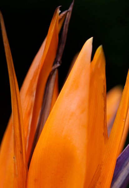 Strelitzia  par Elise Daanen