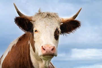 Die Kuh schaut dich an von Ulrike Leone