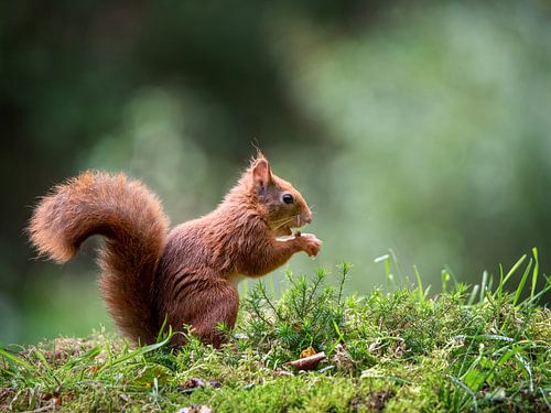 Squirrel enjoying its nut