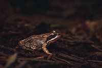 Brauner Frosch im braunen Herbstwald