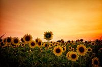 Die eigensinnige Sonnenblume