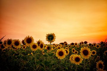 Die eigensinnige Sonnenblume von Eva Bos