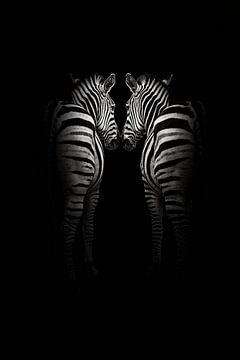 Spiegelende Zebra Omhelzing