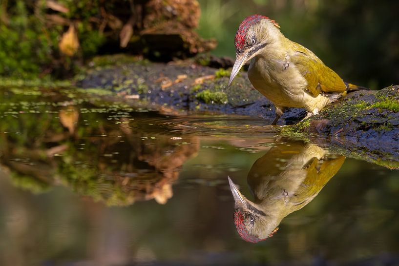 Green woodpecker reflected in the water by Ron Buist