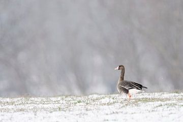 White-fronted Goose ( Anser albifrons ) on snow covered grassland, Lower Rhine Region van wunderbare Erde