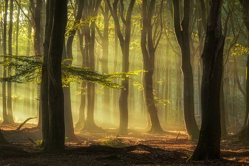 Golden Morning ! van Rigo Meens