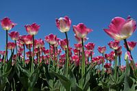 Pink tulips