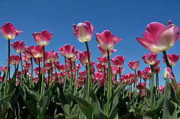 Tulipes roses sur Jeannette Penris