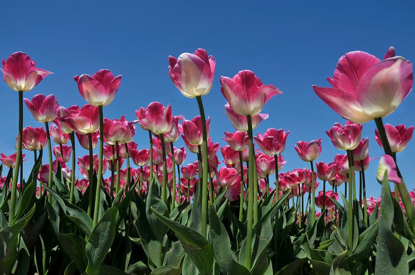 Rosa Tulpen von Jeannette Penris